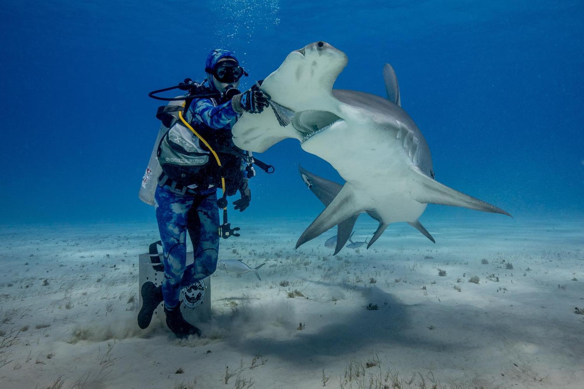 Bimini Big Game Club Resort & Marina Alice Town  Buitenkant foto
