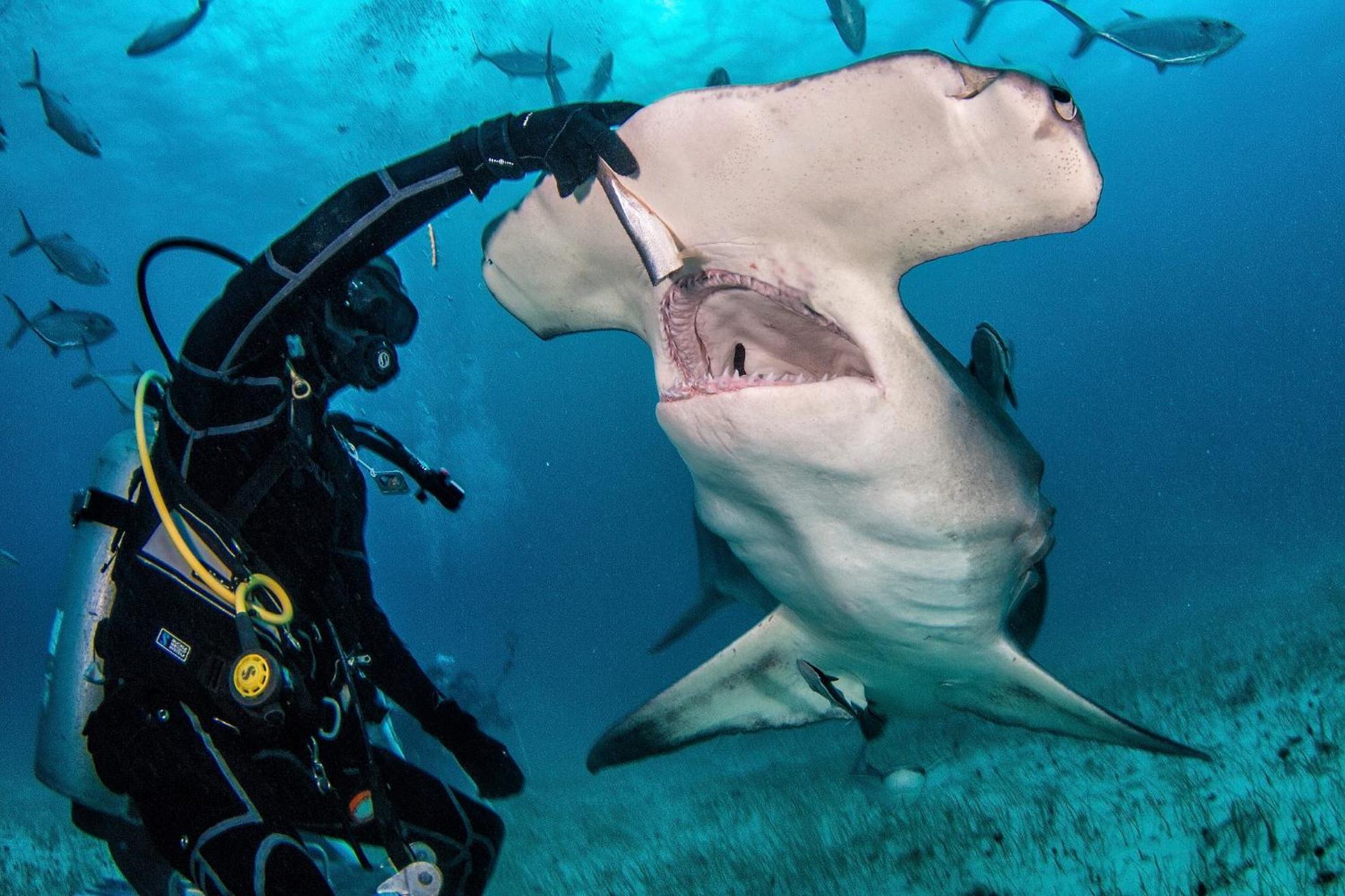Bimini Big Game Club Resort & Marina Alice Town  Buitenkant foto